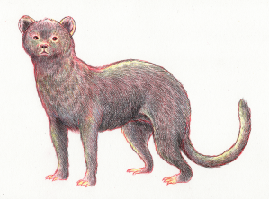 Martes Pennanti, or, the fisher. Above, Antifocapra Americana, or, the pronghorn. Illustrations by Scott Travis