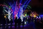 Woodland Park Zoo lights up at night for Wildlights. Photo by Ryan Hawk/Woodland Park Zoo
