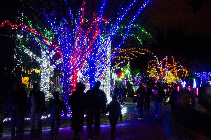 Woodland Park Zoo lights up at night for Wildlights. Photo by Ryan Hawk/Woodland Park Zoo