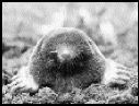 Moles: safe at last.