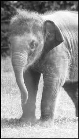 Why is Hansa eating dirt?