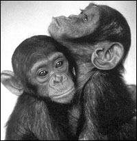 Adorable, edible chimps in Apes.