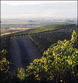 Red Willow Vineyard.