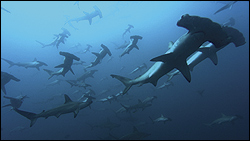 Some of Deep's fantastic creatures.