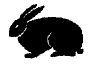 Hop 'n' chew: bunnies!