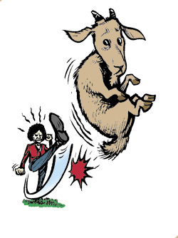 Pygmy Goats: Not in My Neighborhood