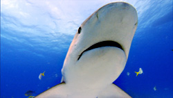 He only wants to cuddle.