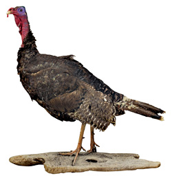 Whatcom County stands to be awash in wild turkey.