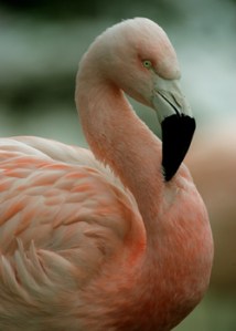 Chilean Flamingos