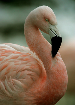 Chilean Flamingos