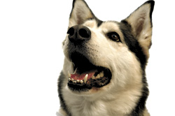 Check Your Faux Service Dog at the Door