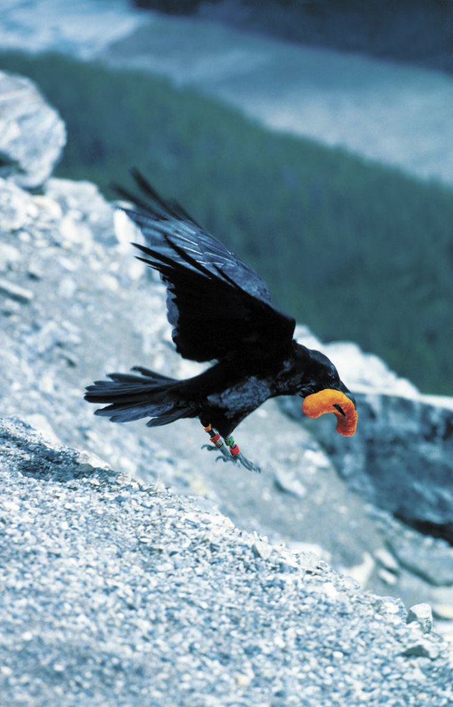 Shown here in the wild, Seattle-area crows are flocking to the city.