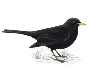 Eighth Blackbird