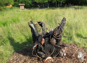 Overgrowth & Understory