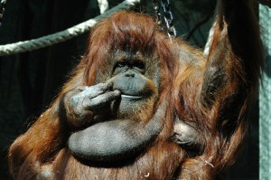 Your adorable simian star.