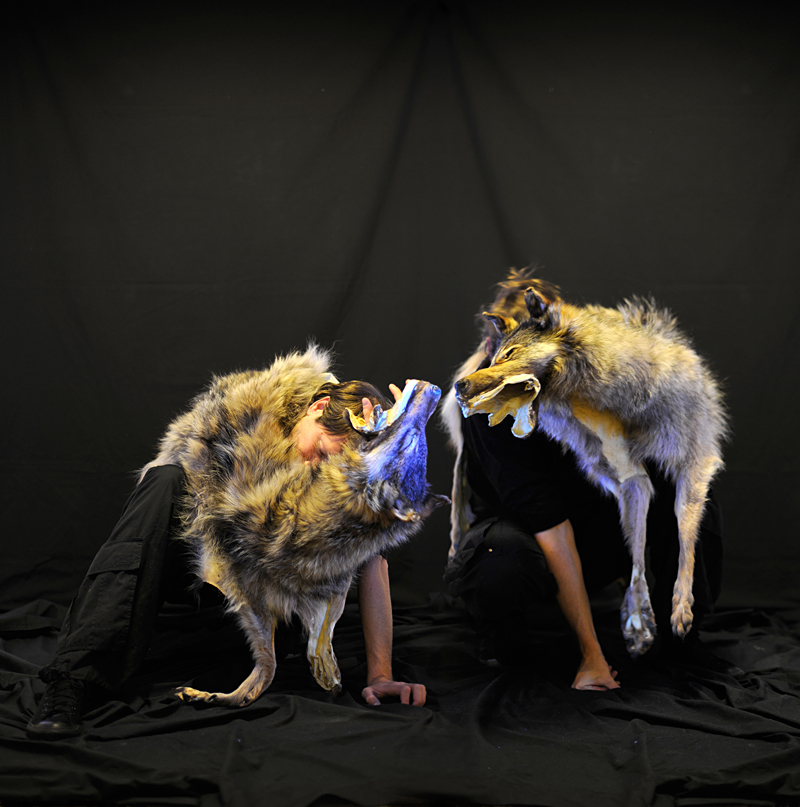 The Fussy Eye: Lupine Tendencies