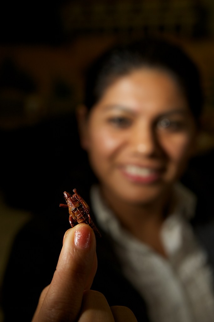 BURIEN, WA THURSDAY OCT 25 2012 El Tio Restaurant Restaurant El Tio, 452 SW 153rd St., Suite A, Burien, 242-2326. Mon.-Sun., 10 a.m.-10 p.m. Chapulines $4, Tlayuda $11.95, Molotes $7.50, Mole con pollo $8.75, Empanada de huitlacoche $9.25, Hot chocolate $3.50 (Photo By Kevin P. Casey)