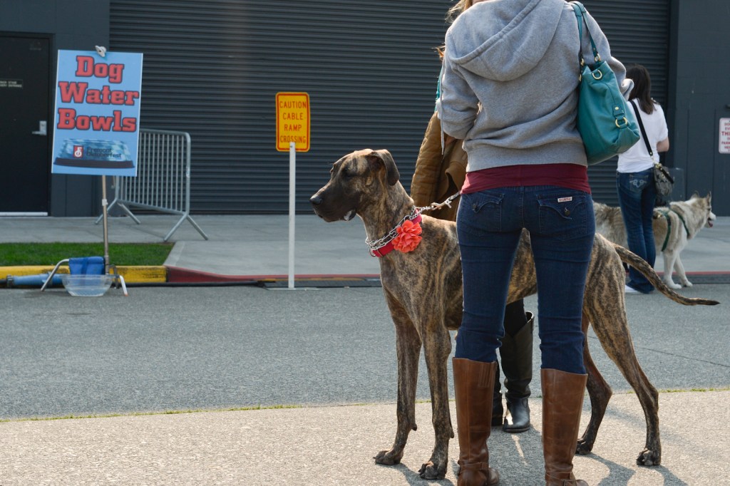 The Fremont Oktoberfest, the annual celebration of all things Bavarian, was held