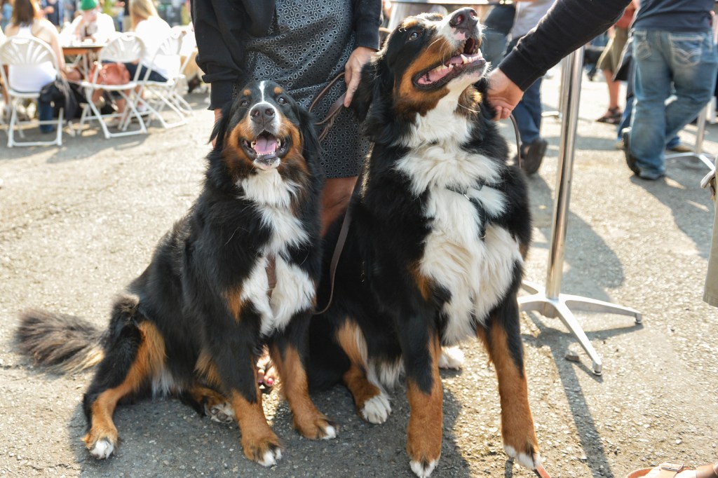 The Fremont Oktoberfest, the annual celebration of all things Bavarian, was held