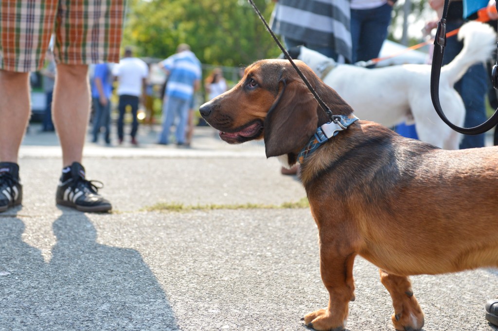 The Fremont Oktoberfest, the annual celebration of all things Bavarian, was held