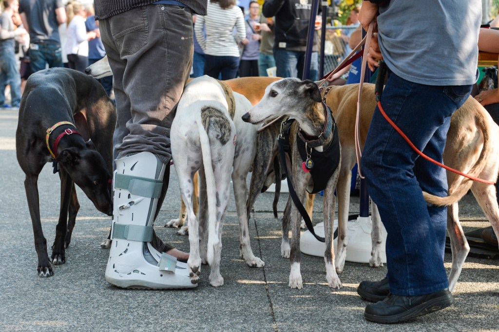 The Fremont Oktoberfest, the annual celebration of all things Bavarian, was held