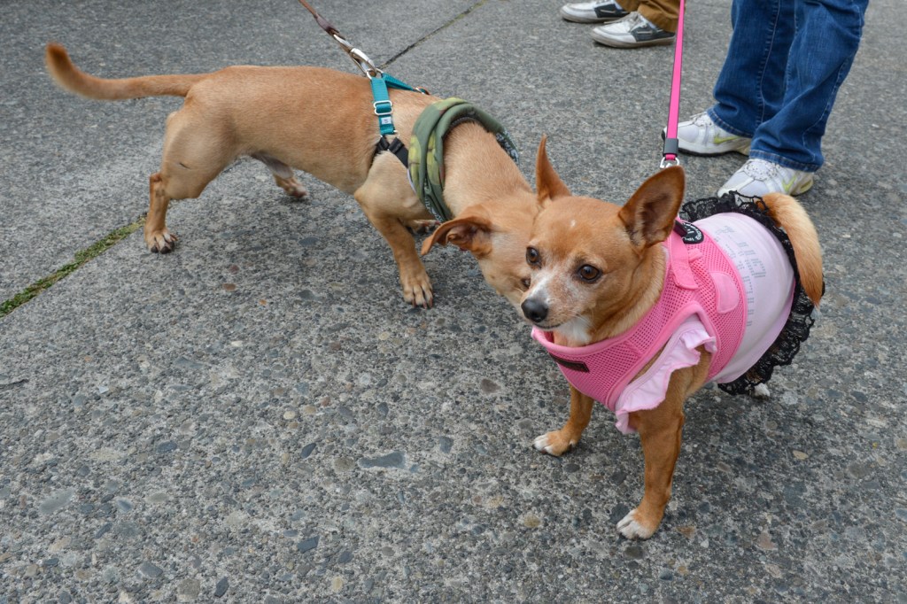 The Fremont Oktoberfest, the annual celebration of all things Bavarian, was held