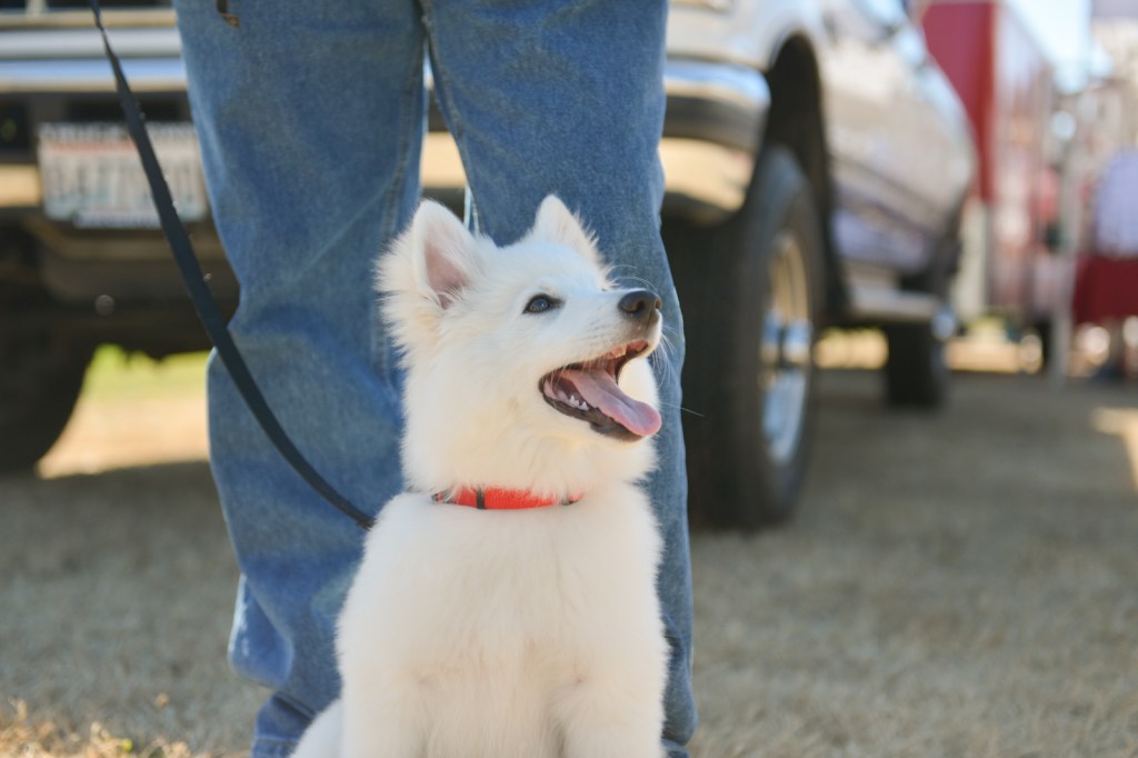 Dog-lovers young and old gathered on Saturday to celebrate the often misunderstood