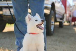 Dog-lovers young and old gathered on Saturday to celebrate the often misunderstood