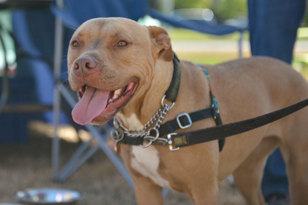 Dog-lovers young and old gathered on Saturday to celebrate the often misunderstood