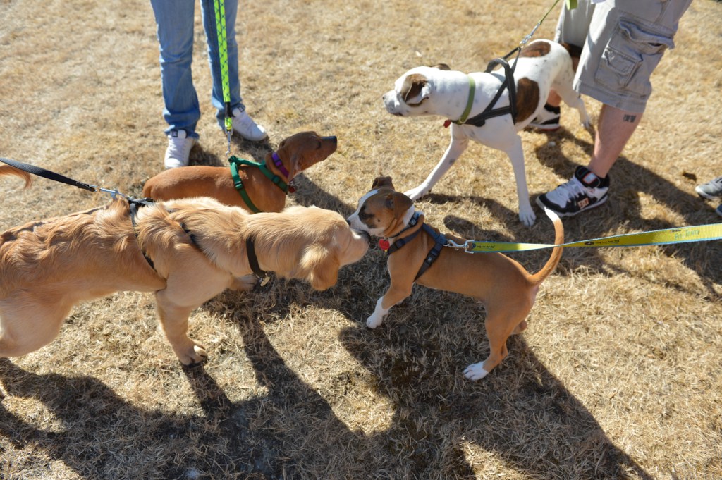 Dog-lovers young and old gathered on Saturday to celebrate the often misunderstood