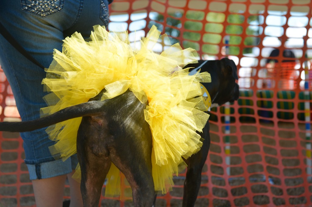 Dog-lovers young and old gathered on Saturday to celebrate the often misunderstood