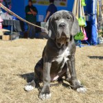 Dog-lovers young and old gathered on Saturday to celebrate the often misunderstood