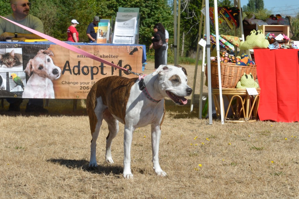 Dog-lovers young and old gathered on Saturday to celebrate the often misunderstood