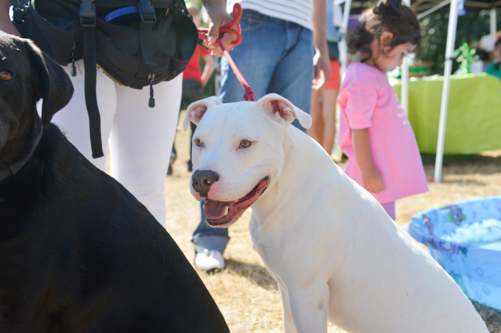 Dog-lovers young and old gathered on Saturday to celebrate the often misunderstood