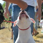 Dog-lovers young and old gathered on Saturday to celebrate the often misunderstood