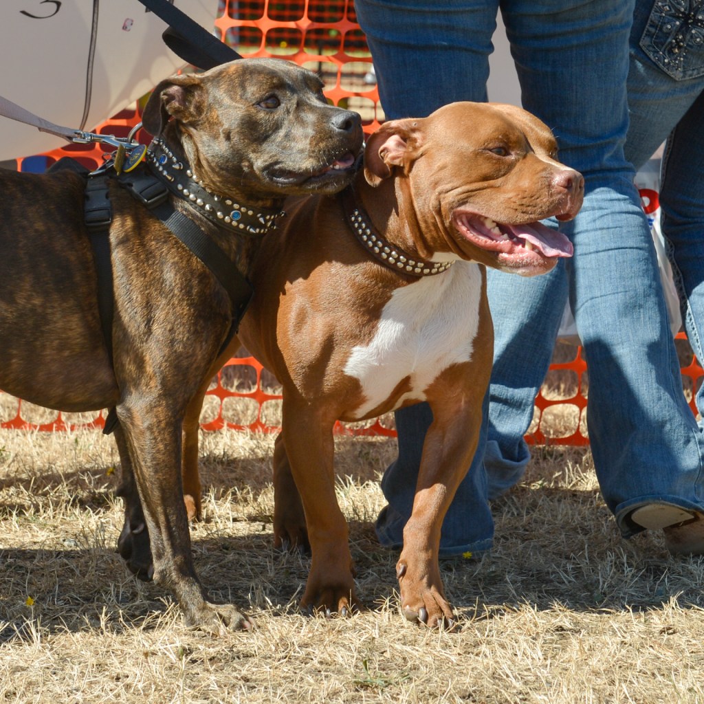 Dog-lovers young and old gathered on Saturday to celebrate the often misunderstood