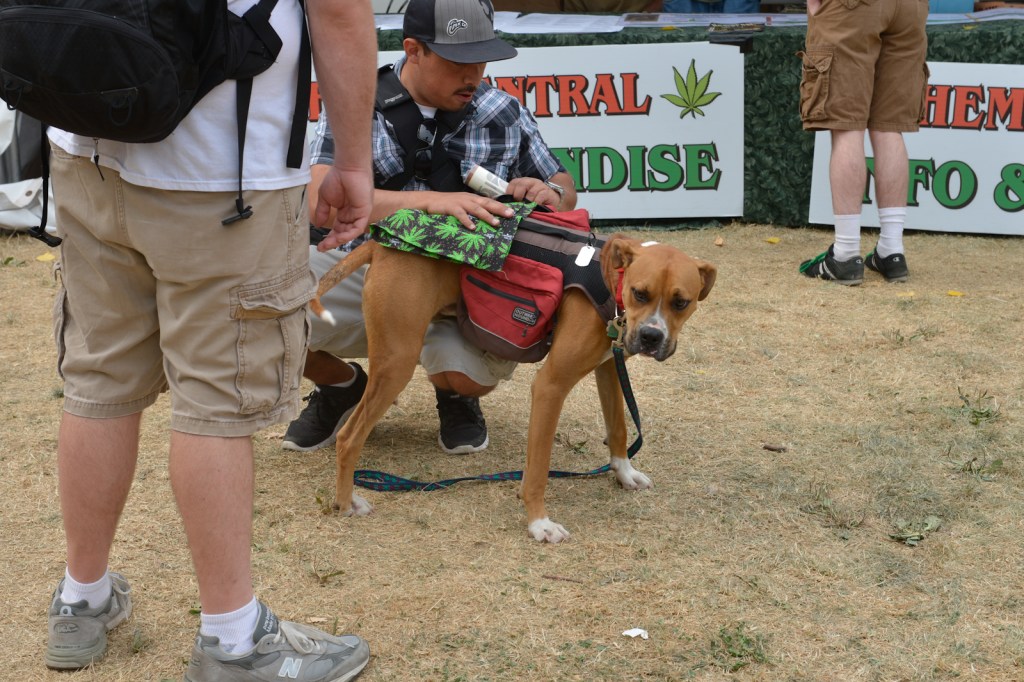 Some people come to Hempfest to protest. Others to party. Some just