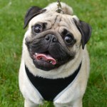 Dogs of all shapes and sizes turned out to the Go Dog