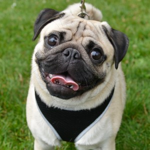 Dogs of all shapes and sizes turned out to the Go Dog