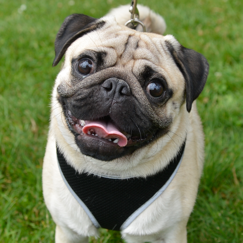 Dogs of all shapes and sizes turned out to the Go Dog