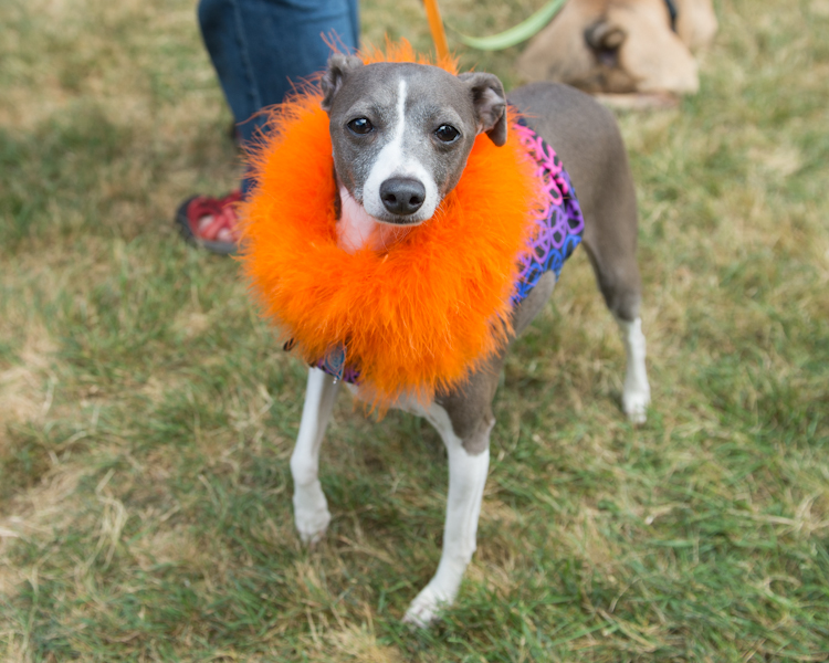 Dogs of all shapes and sizes turned out to the Go Dog