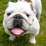 Dogs of all shapes and sizes turned out to the Go Dog