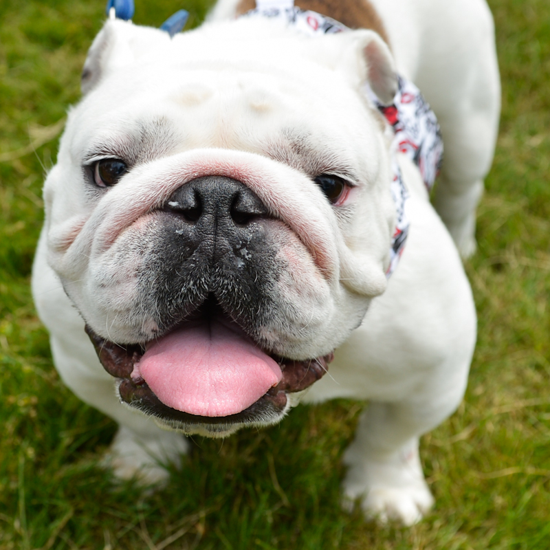 Dogs of all shapes and sizes turned out to the Go Dog