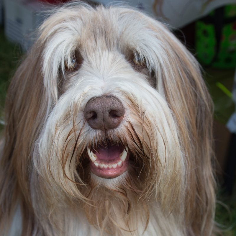 Dogs of all shapes and sizes turned out to the Go Dog