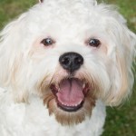 Dogs of all shapes and sizes turned out to the Go Dog