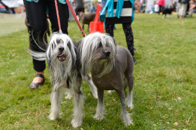 Dogs of all shapes and sizes turned out to the Go Dog