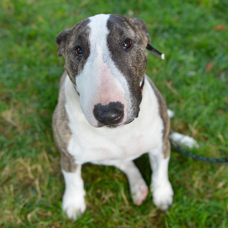 Dogs of all shapes and sizes turned out to the Go Dog