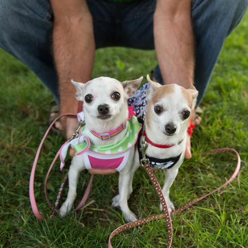 Dogs of all shapes and sizes turned out to the Go Dog