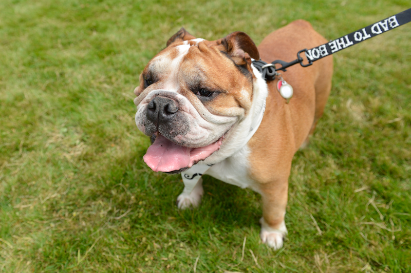 Dogs of all shapes and sizes turned out to the Go Dog