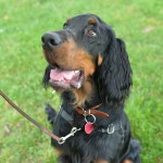 Dogs of all shapes and sizes turned out to the Go Dog